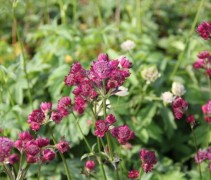 Het zeeuws knoopje als vaste plant een betrouwbare bloeier in uw tuin.