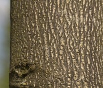 stam Liriodendron tulipifera 
