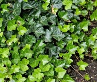 Hedera hibernica - Klimop hibernica - als bodembedekker