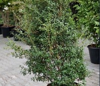 Osmanthus x burkwoodii - Schijnhulst - 3