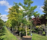Albizia julibrissin - Perzische slaapboom - 2