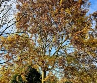 Zelkova serrata - Japanse Zelkova - herfst