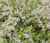 Deutzia gracilis - Bruidsbloem gracilis - 2
