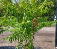 Rhus typhina 'Tiger Eyes' - Fluweelboom 'Tiger Eyes' - 1