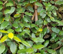 Elaeagnus ebbingei schermvorm