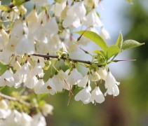Halesia Carolina bloem detail