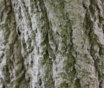Nyssa sylvatica