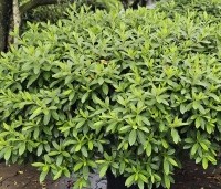 Rhododendrond (AJ) George Lindley Taber' - orchidee achtige roze bloem - 1