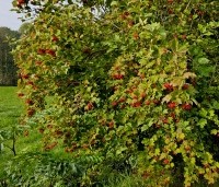 Viburnum opulus - Gelderse Roos - met rode bessen voor de kramsvogel
