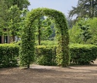 Fagus sylvatica - Groene beuk - 1