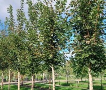 Acer 'Pacific Sunset' hoogstam boom 16-18