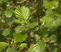 Vers glanzend groen blad van de Alnus glutinosa, in een later stadium verandert dat meer in dofgroen. 