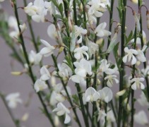 Cytisus preacox Albus