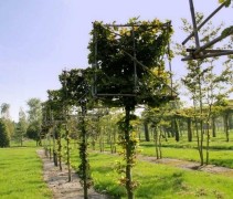 Fagus sylvatica blokvormen