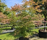 Acer x pseudosieboldianum 'North Wind' - Japanse Esdoorn 'North Wind' - 1