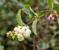 Symphoricarpos doorenbosii 'White Hedge' - Sneeuwbes  'White Hedge' - 1