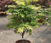 Acer palmatum 'Osakazuki' - Japanse Esdoorn 'Osakazuki' - 1