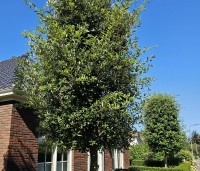 Quercus ilex - Steeneik - 1