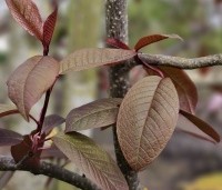 Prunus padus 'Colorata' - Vogelkers - 2