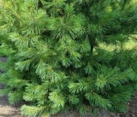 Pinus strobus - Weymouthden - 2