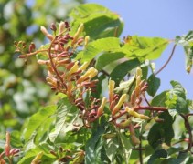 Kastanje boom bloesem