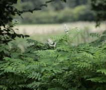 Sorbaria Sorbifolia