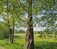 Metasequoia glyptostroboides - Chinese Moerascipres - 3