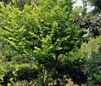 Corylus avellana 'Aurea' - Geelbladige hazelaar - 5