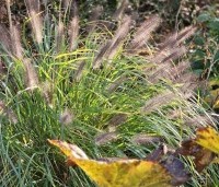 Pennisetum alopecuroides 'Red Head'  - Lampenpoetsersgras 'Red Head' - november