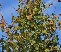 Tilia x europaea 'Pallida' - Koningslinde - 2