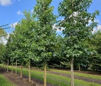 Liquidambar styraciflua - Amberboom - Hoogstambomen perceel Vaassen Ten Hoven Bomen september 2024