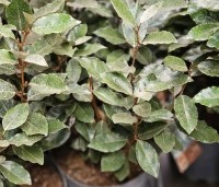 Elaeagnus ebbingei 'Compacta' - Olijfwilg  - 2