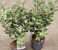 Elaeagnus ebbingei 'Compacta' - Olijfwilg  - 1