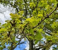 Quercus robur - Zomereik - 3
