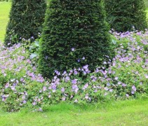 Geranium 'Rozanne'