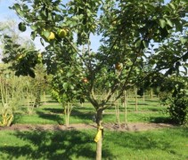 Malus domestica Bramley Seedling halfstam maat 20-30