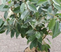 Elaeagnus Ebbingei C5