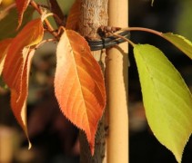Prunus serrulata 'Kanzan' (herfstverkleuring)