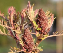 Rhus 'Tiger Eyes'