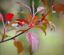 Sierappel 'Mokum', hoogstam boom, detail tak en blad