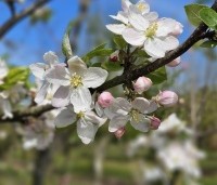 Malus dom. 'Summerred' - Malus dom. 'Summerred' - 1