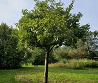 Malus dom. 'Notarisappel' - Malus dom. 'Notarisappel' - 3