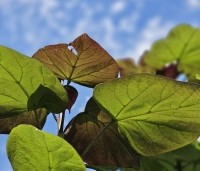 Catalpa erubescens 'Purpurea' - Purperkleurige trompetboom - 7