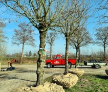 Acer campestre vrije dakvorm
