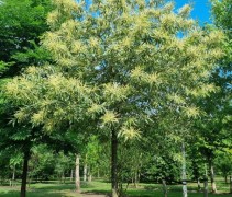Castanea sativa 'Variegata'