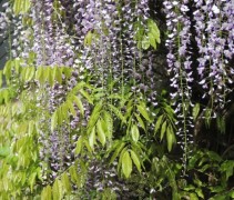 Wisteria floribunda 'Macrobotrys'