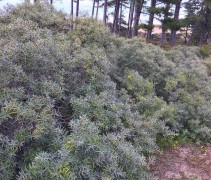 Hippophae rhamnoides