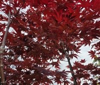 Acer palmatum 'Red Flash' - Japanse Esdoorn 'Red Flash' - 3