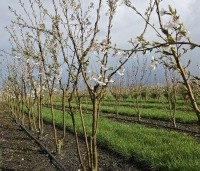 Prunus x yedoensis  - Yoshinokers - kweekveld de kooi in Apeldoorn THB