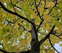 Liquidambar formosana var. monticola - Taiwanese amberboom - 2